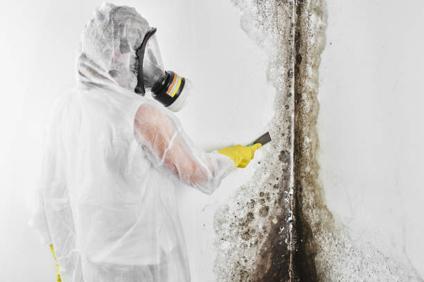 Reliable Plainview, TX Mold Removal Solutions