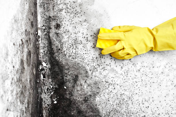 Best Attic Mold Removal  in Plainview, TX