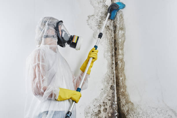 Best Certified Mold Removal  in Plainview, TX