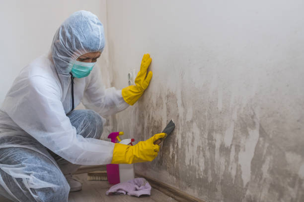 Attic Mold Removal in Plainview, TX