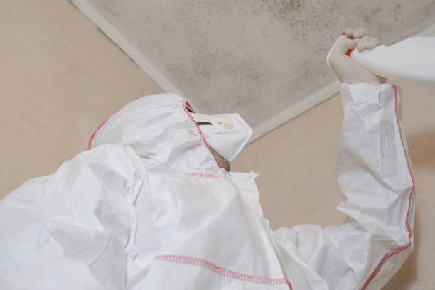 Best Mold Remediation  in Plainview, TX