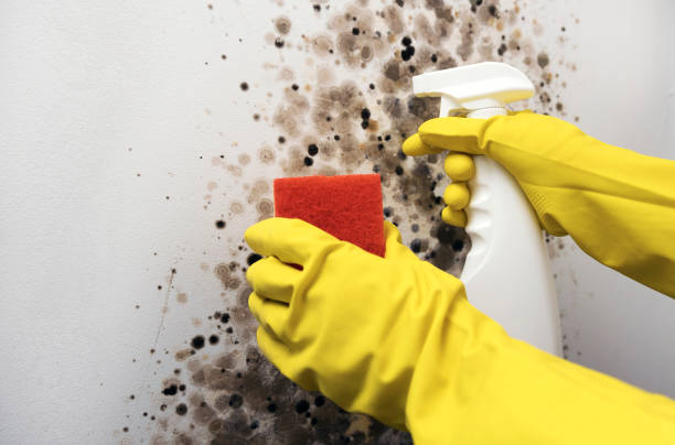 Best Mold Testing  in Plainview, TX
