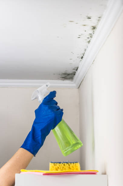Best Emergency Mold Removal  in Plainview, TX